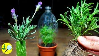 🟣 How to Multiply Lavender by Cuttings!!! 