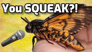 MOTH SQUEAKS! Deaths-Head Hawk Moth