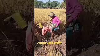 নতুন পদ্ধতিতে ধানকাটা #viralvideo#song#shortvideo#shorts#short#edit#capcut#love#like#foryou#video#dj