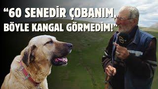 “60 Senedir Çobanım, Böyle Kangal Görmedim!”