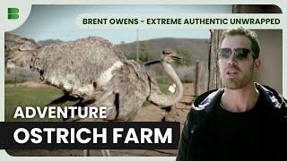 Karoo Ostrich Encounters - Brent Owens - Extreme Authentic Unwrapped