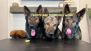 Four German Shepherds Review Foods