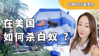 【加州宅神小干货】在美国如何杀白蚁？｜美国购房 ｜ 海外购房 ｜加州卖房 ｜ 尔湾卖房 ｜房产维护