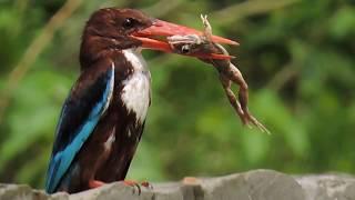 White-throated Kingfisher & hunting a frog...At Barosani foot valley