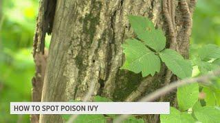 How to spot poison ivy in West Michigan parks