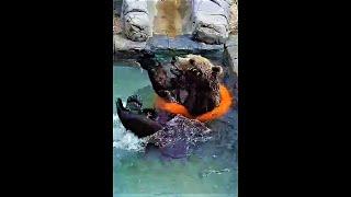 Мансур  Famous Bear escapes drowning ⭕Bear Mansur moments.