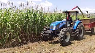 Harvesting corn silage #Radiant farm,#profitable #profitable#combined harvester#farming