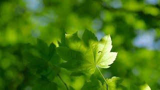 Introduction to Photosynthesis