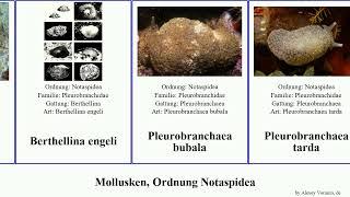 Mollusken, Ordnung Notaspidea mollusca tarda granulata Pleurobranchaea Berthellina Pleurobranchus