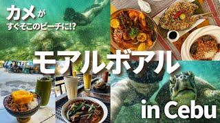 【セブ旅行】自力で格安！！モアルボアル最高すぎたので、本当に行ってほしい