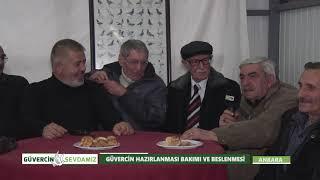 Güvercin Hazırlanması Bakımı Ve Beslenmesi | Güvercin Sevdamız - 14. Bölüm