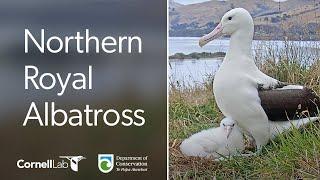 Live! Royal Albatross Cam - #RoyalCam - New Zealand Dept. of Conservation | Cornell Lab