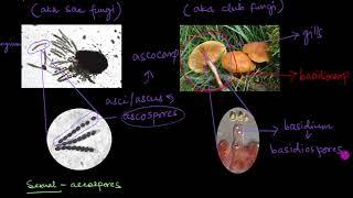 Classification of Fungi | Biological Classification | Biology | Khan Academy