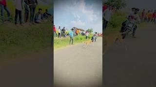 dog race kolhapur || dog race live || #shorts