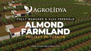 Almond Farmlands Investment Project | Invest Agrolidya #almond #almonds #almondfarming