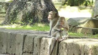 Monkey Luka Near Pool Side Meet  Sit Relax/ MA-D.722