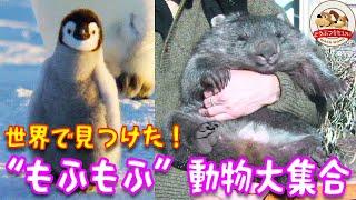 【かわいい】世界で見つけた“もふもふ”動物大集合！野生のウォンバットやペンギン、ラッコなど貴重な映像をまとめました【どうぶつ奇想天外／WAKUWAKU】