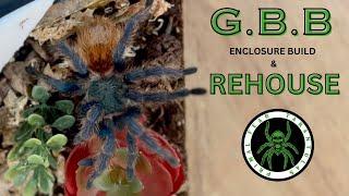 Green Bottle Blue tarantula. Enclosure build & rehousing!!