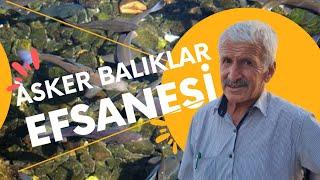 Çankırı Asker Balıklar Efsanesi #askerbalıklar #çankırı #balık