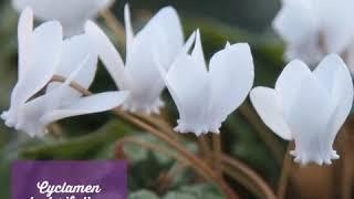 Cyclamen hederifolium var  hederifolium f  albiflorum