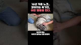 강아지는 무지개 다리 건너기전 하는 행동 꼭 알아두세요!(강아지 죽기전 행동)