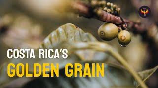  Costa Rica's Golden Grain: The Coffee That's Taking the World by Storm