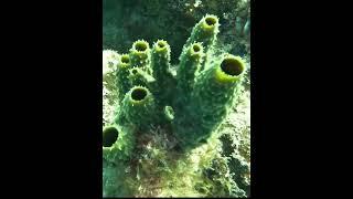 Sea sponge #sponge #seasponge #underwater #underseaworld