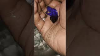 MY BLUE BETTA - FIGHTER FISH