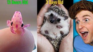 What NEWBORN Baby Animals Look Like! (Try Not To Say AWW)