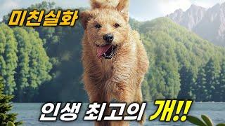 미트볼 한개를 줬을 뿐인데 700km를 따라와 목숨을 구해준 전 세계를 놀라게한 댕댕이의 미쳐버린 실화 [영화리뷰/결말포함]