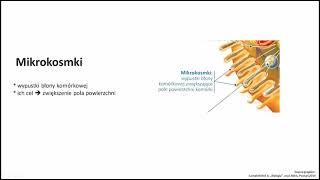 Mikrokosmki - krótko i na temat  – Budowa Komórki - KOREPETYCJE z BIOLOGII – 334