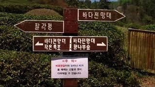 Boseong Tea Plantation,  South Korea