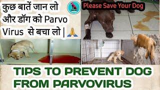 How to protect your dog from parvo virus || tips to save dog from parvo virus || treatment.