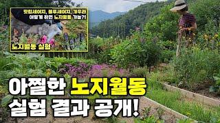 아찔한 노지월동 실험 결과 공개 | 핫립세이지, 블루세이지, 가우라, 루피너스, 오색마삭줄 | 강원도 정원