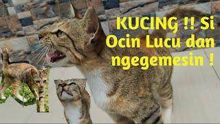 KUCING !! SI OCIN LUCU DAN NGEGEMESIN !!