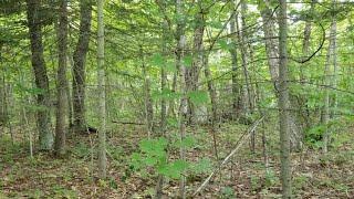 Lot E S Scenic DR, Barbeau, MI Presented by David Buckalew.