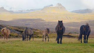 1 HOUR of PEACEFUL HORSES for Healing and Strength!