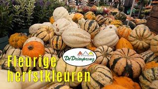 Fleurige herfstkleuren - Tuincentrum de Driesprong