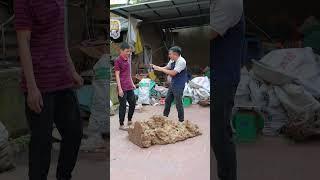 Tập 7.4 : Rẻ thật có 800k/1kg cục Nu bách xanh này A Hùng vớ bở ! #hoangdantuyetlangson #shortvideo