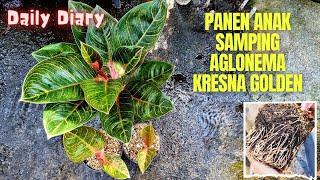 Panen Anakan Kresna Golden, Daily Diary Kebuncilik