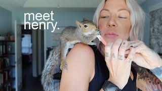 squirrel Q&A, meet henry.