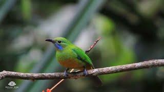 Tropical Birds with Crickets and Cicadas | Natural White Noise | 10 Hour Sleep Sound | Full HD