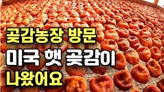 미국 햇곶감이 출하 되었네요., 햇곶감, 곶감, 무지개농장, 대추농장,미국일상, 미국생활