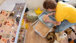 Cleaning ALL of my Guinea Pig Cages! SO satisfying