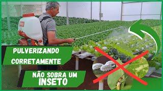 COMO ELIMINAR AS PRAGAS DA SUA PLANTAÇÃO COM ESSAS 3 DICAS!