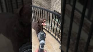 FEROCIOUS DOG ATTACKS.