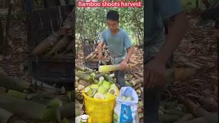 Cut bamboo shoots in one cut: quick harvest, tender and delicious easily done。一刀切竹筍：快速收穫，鮮嫩美味輕鬆搞定