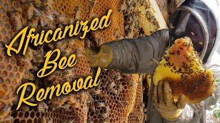 AFRICANIZED Live Bee Removal!