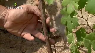 Tailler un pied de vigne : quand et comment - Truffaut