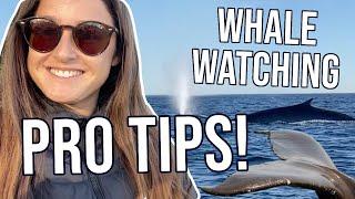 Beginner's guide to whale watching: California's huge whale migration